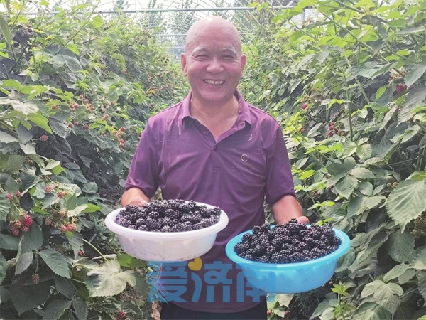 致富果树_致富果怎么种植_种植致富业