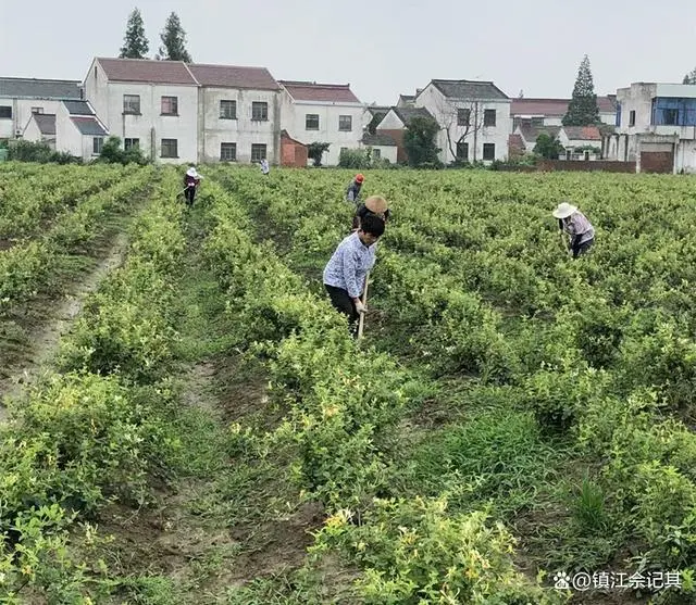 80后中药种植致富_种植药材发家致富_致富经种植中药材视频