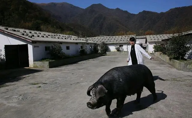 母猪养殖致富机器_母猪养殖设备_母猪养殖视频致富经和科技苑