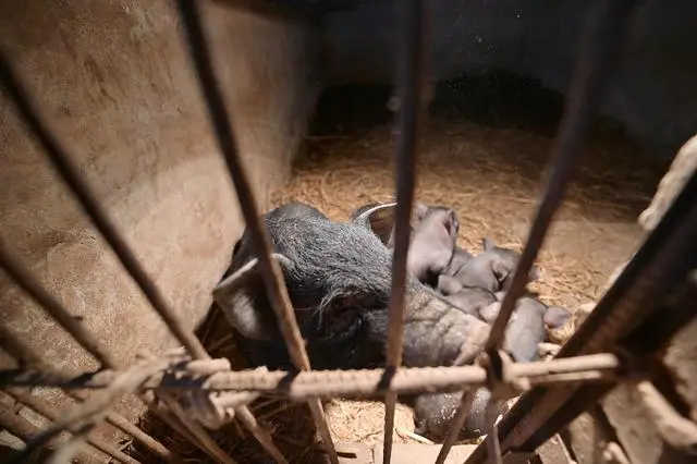 母猪养殖设备_母猪养殖致富机器_母猪养殖视频致富经和科技苑