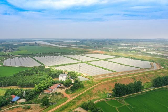 福州龙虾多少钱一斤_福州养殖龙虾致富_福州小龙虾养殖基地