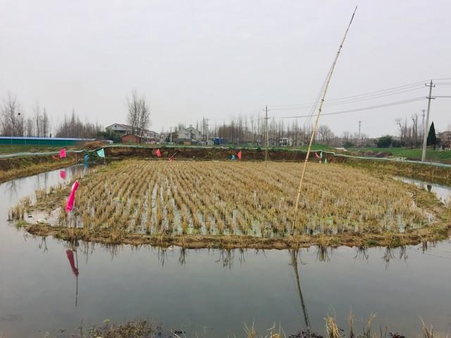 福州养殖龙虾致富_福州小龙虾养殖基地_福州龙虾多少钱一斤