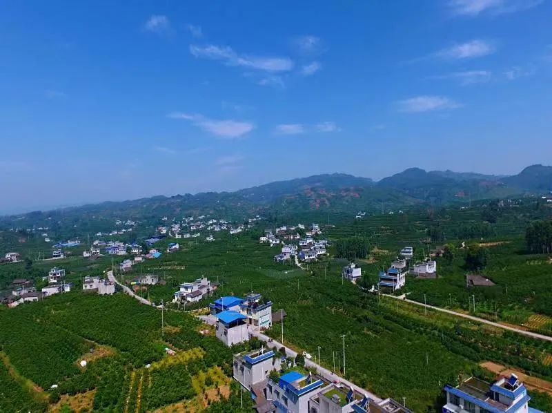 种植果冻橙的有利条件_果冻橙种植致富_致富橙果冻种植视频