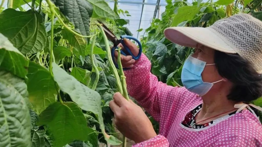 黄瓜种植高产技术_致富经黄瓜种植技术_致富黄瓜种植技术视频教程