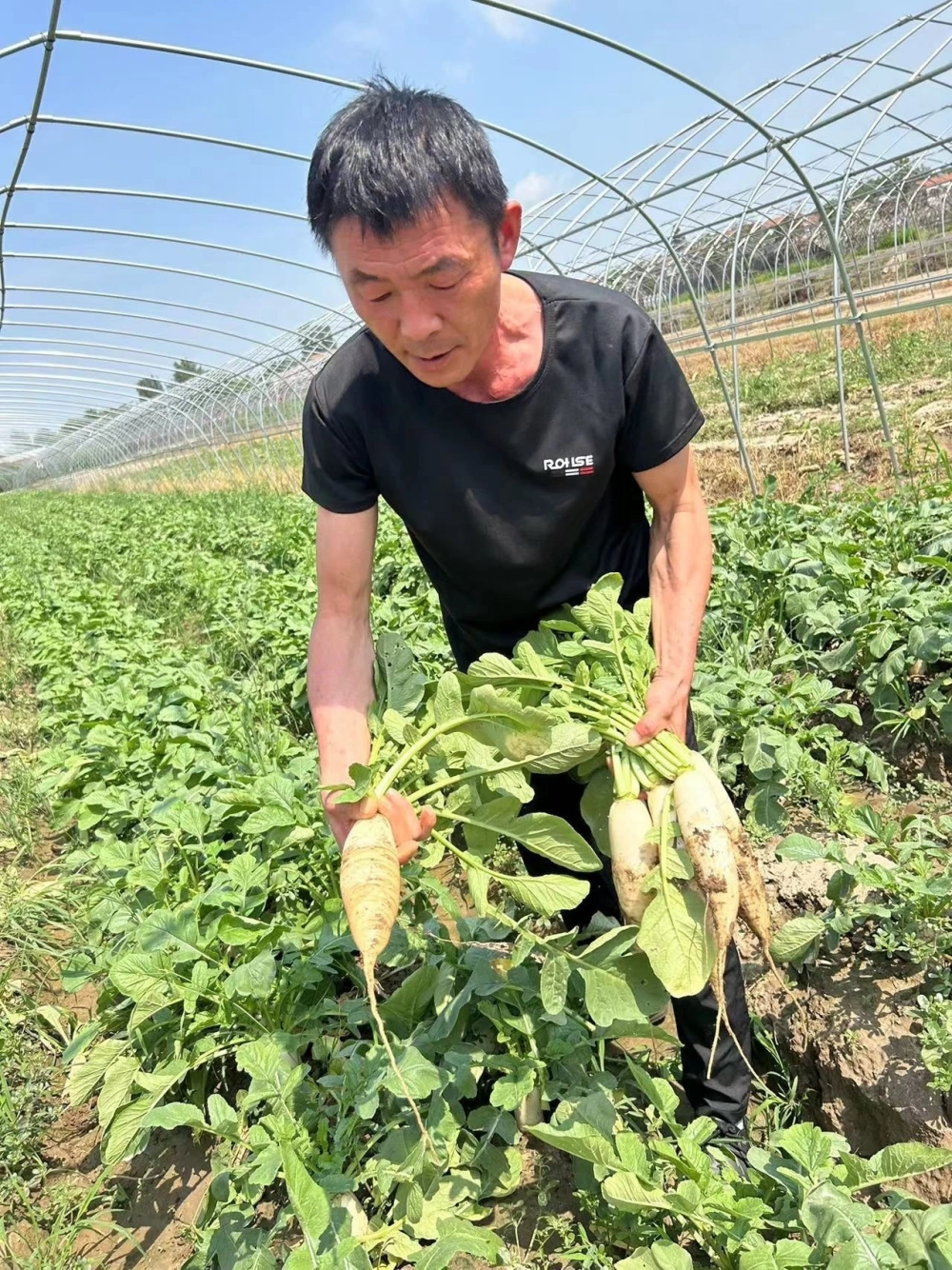 致富黄瓜种植技术视频_黄瓜种植高产技术_致富经黄瓜种植技术