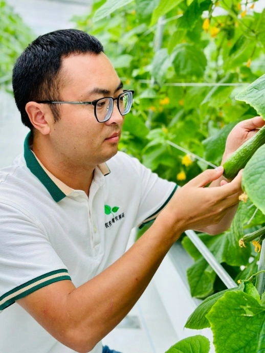 致富黄瓜种植技术视频_黄瓜种植高产技术_致富经黄瓜种植技术