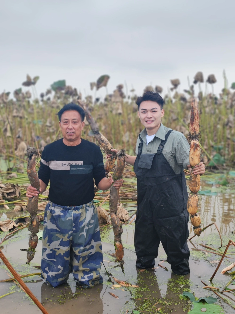 致富黄瓜种植技术视频_黄瓜种植高产技术_致富经黄瓜种植技术