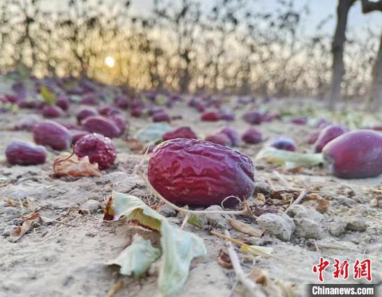 采收红枣铺满地面。　朱霞 摄