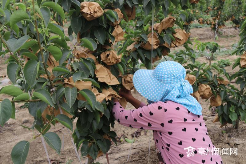 梨园种植基地_梨园怎么种植致富_种植梨园赔钱了