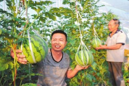 夏妃青梗菜育种/种植/加工技术