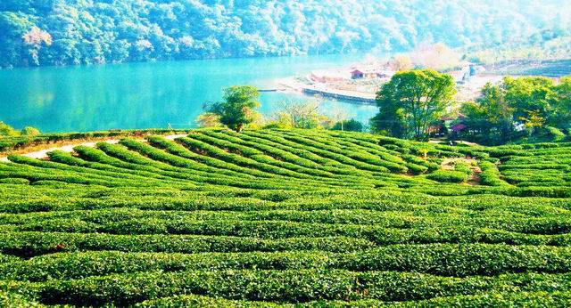 绞股蓝种植前景_种绞股蓝赚钱吗_湖北种植绞股蓝致富