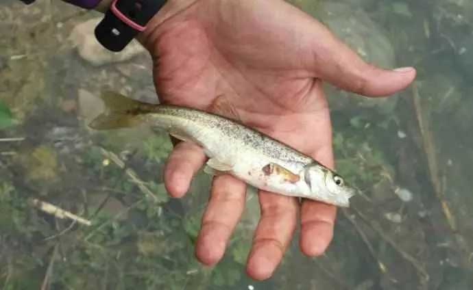 溪水中的珍稀野味，浑身都是麻点，人工养殖的都能卖60一斤