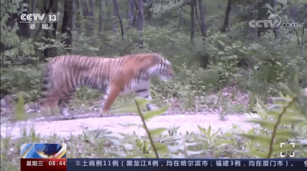 黄牛养殖致富经视频_视频致富养殖黄牛骗局揭秘_致富经养殖黄牛视频