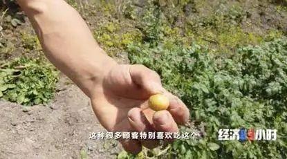农村养殖致富密码_养殖致富经_致富经农业养殖视频