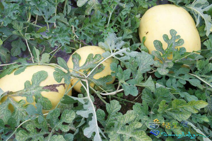 种植西瓜致富项目_致富西瓜种植项目介绍_致富经西瓜种植全视频
