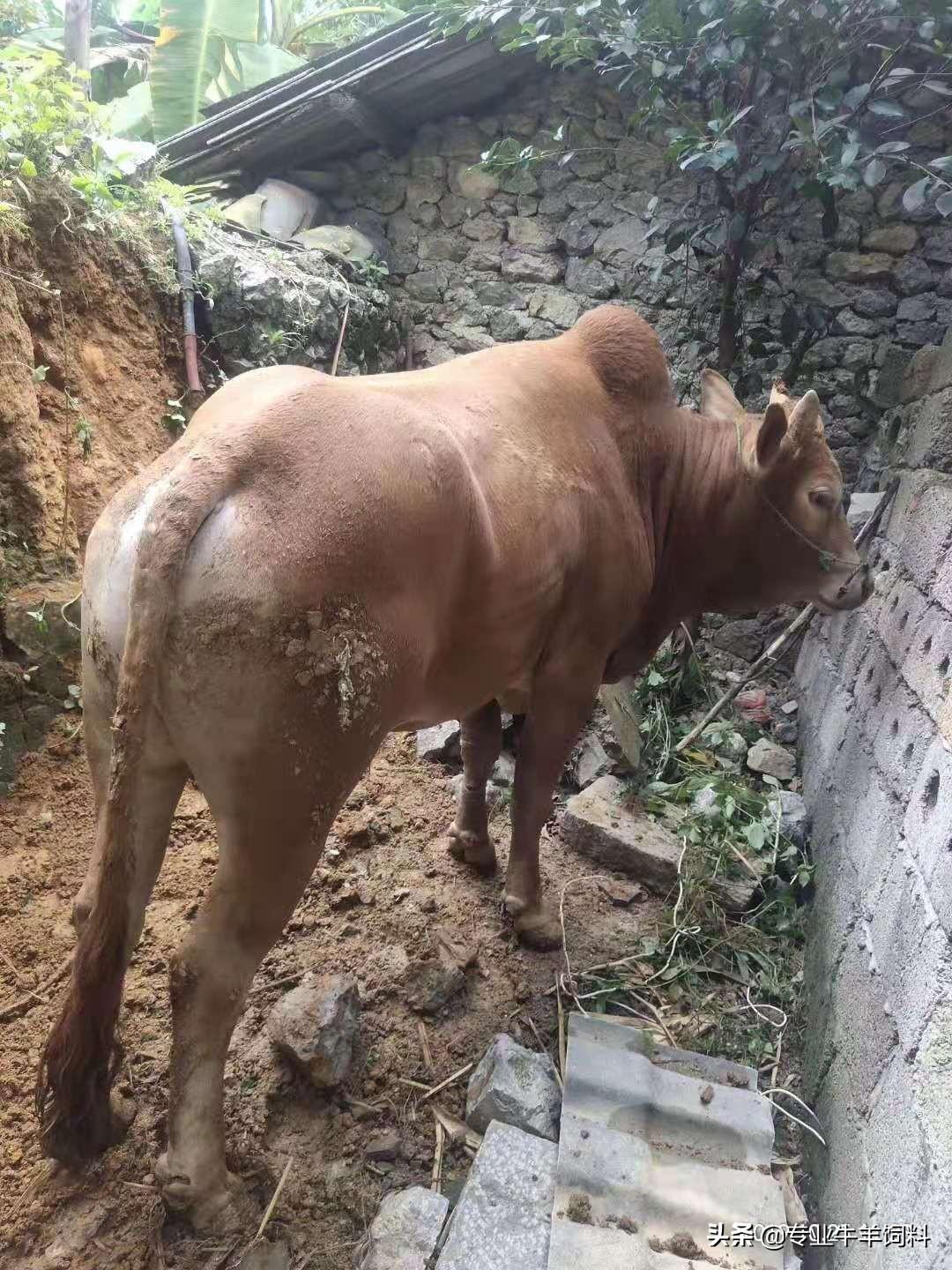 “母牛”和“肉牛”养殖哪个利润更高您知道吗？