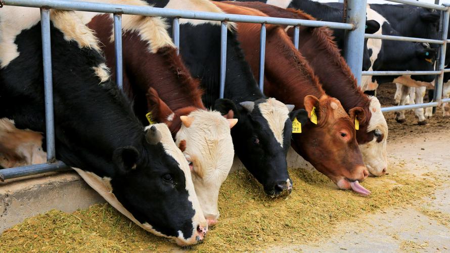 肉牛母牛的养殖技术_养殖肉牛母牛技术要求_养殖肉牛母牛技术规范