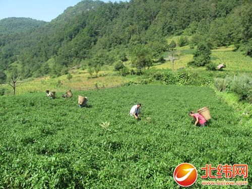 黄韭盆景种植方法