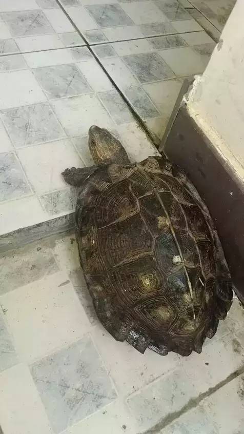 亚巨龟的养殖技术_养亚巨龟被判刑_养亚巨龟需要办什么证