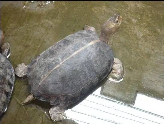养亚巨龟被判刑_亚巨龟的养殖技术_养亚巨龟需要办什么证