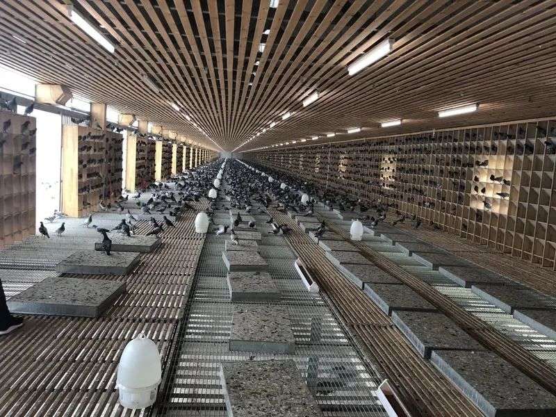 养殖技术鸽子_成绩鸽养殖技术_鸽业养殖