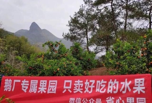 芭乐什么品种最好吃,芭乐哪个品种好吃图14