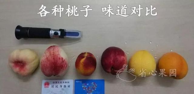 芭乐什么品种最好吃,芭乐哪个品种好吃图19