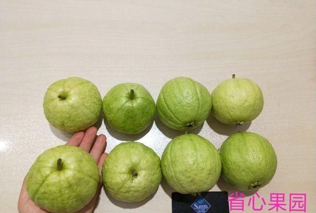 芭乐什么品种最好吃,芭乐哪个品种好吃图8
