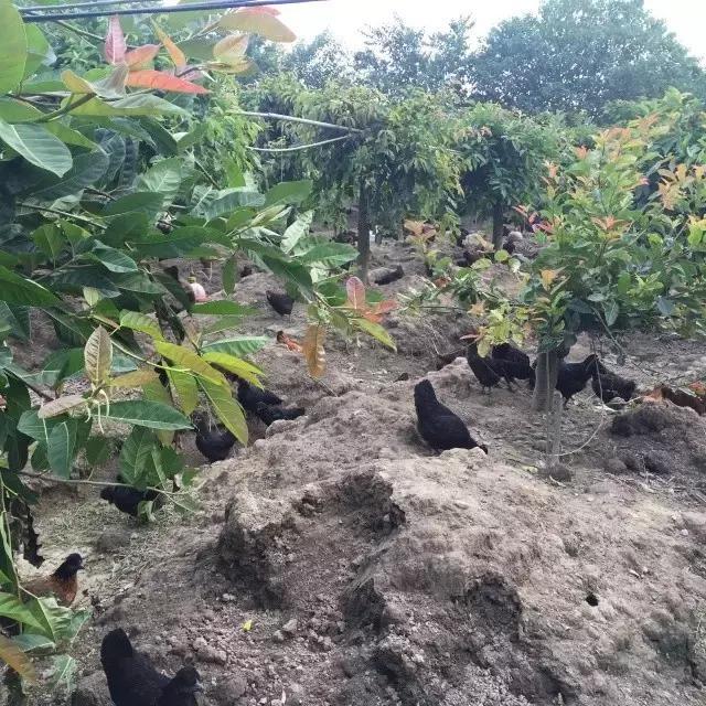 柴鸡养殖技术基地_养殖柴鸡需要些什么手续_养殖柴鸡的利润与成本