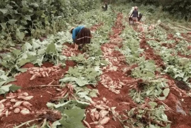 国外种植技术_国外种植致富_国外种植业