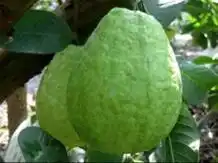 石榴种植_石榴种植台湾技术与管理_台湾番石榴种植技术