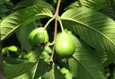 石榴种植_台湾番石榴种植技术_石榴种植台湾技术与管理