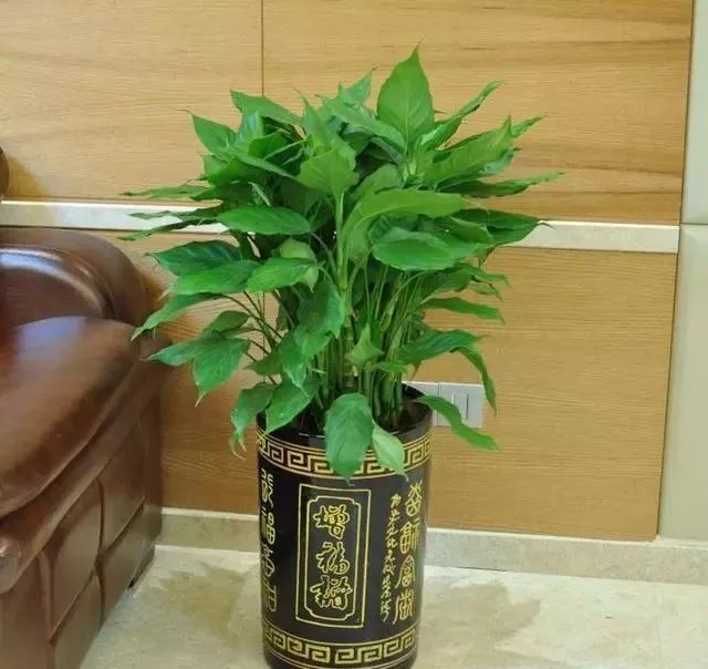 种鸿运当头需要注意什么_种植鸿运当头致富_鸿运当头的培植方法
