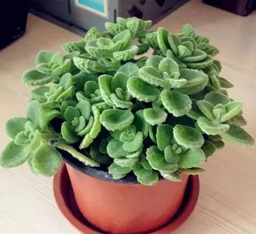 种植鸿运当头致富_鸿运当头的培植方法_种鸿运当头需要注意什么