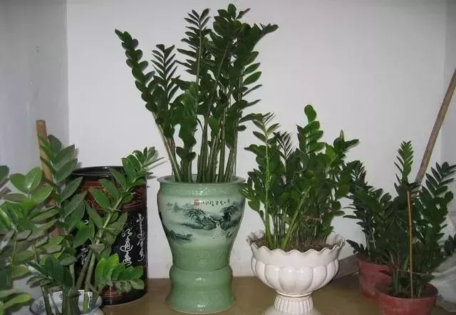 鸿运当头的培植方法_种植鸿运当头致富_种鸿运当头需要注意什么