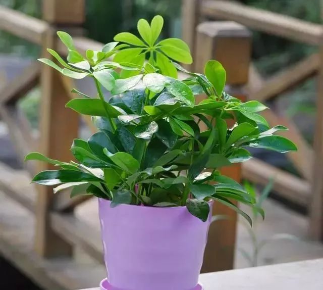 种鸿运当头需要注意什么_鸿运当头的培植方法_种植鸿运当头致富
