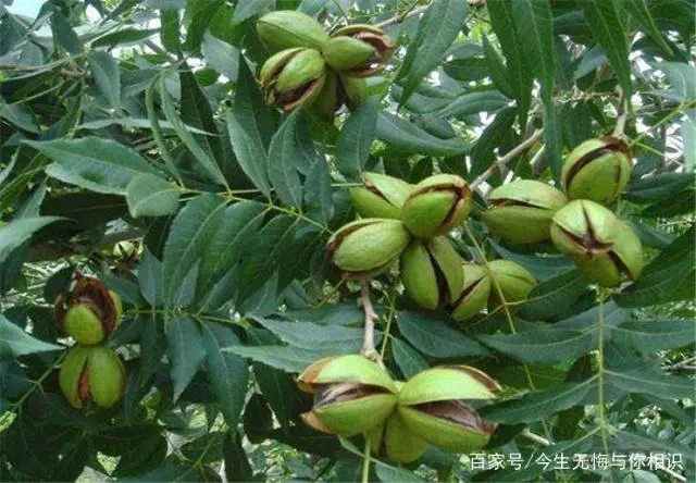 致富经致富经_农业致富好项目_致富加盟