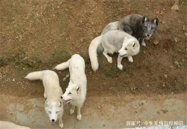 致富加盟_农业致富好项目_致富经致富经