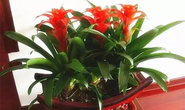 种植鸿运当头致富_鸿运当头的种子_鸿运当头的培植方法