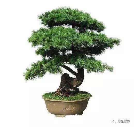 鸿运当头的种子_鸿运当头的培植方法_种植鸿运当头致富