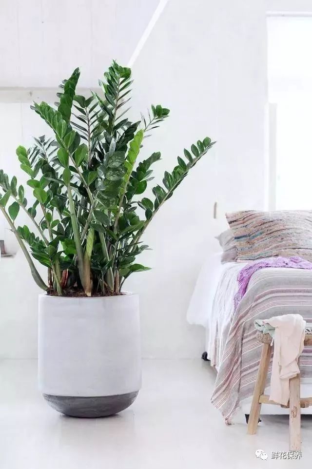 种植鸿运当头致富_鸿运当头的培植方法_鸿运当头的种子