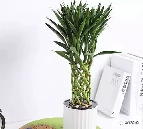 鸿运当头的培植方法_鸿运当头的种子_种植鸿运当头致富