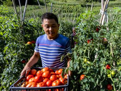 耐寒优秀西兰花的价格：美国农业将因中国加入WTO而受益