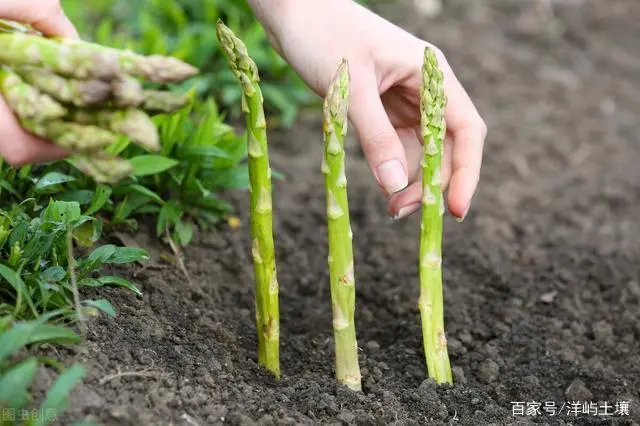 怎么种植芦笋？2分钟5个步骤教你种出白嫩鲜笋！