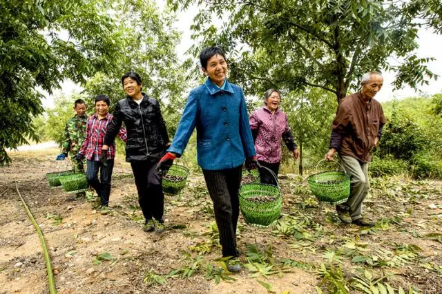 核桃致富经_种植核桃增收致富_核桃致富报道