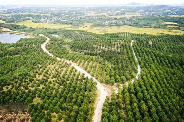 核桃致富报道_种植核桃增收致富_核桃致富经