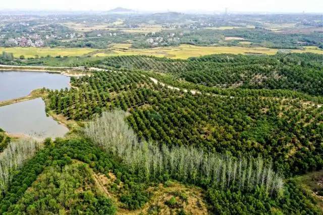 种植核桃增收致富_核桃致富报道_核桃致富经