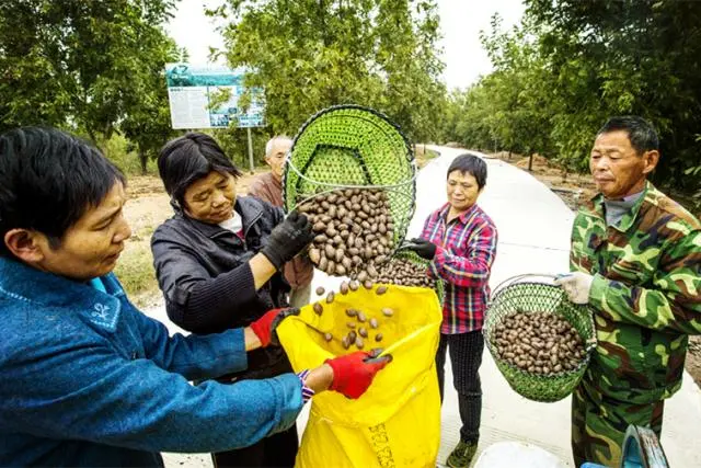 种植核桃增收致富_核桃致富报道_核桃致富经