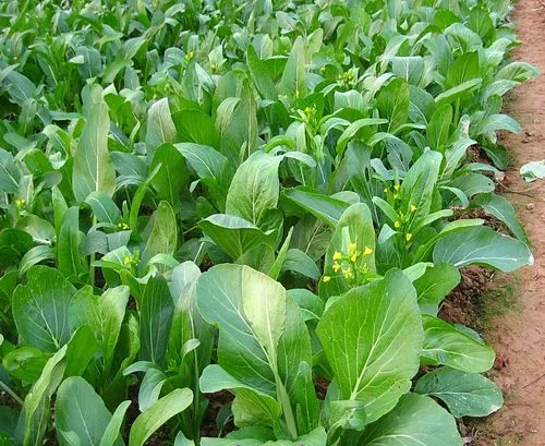 冬季适合种什么蔬菜？冬季蔬菜种植有技巧