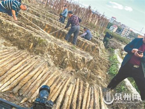 一根“小金条”敲开“致富门”
